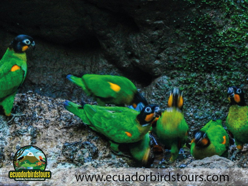 20 Days Birding in Ecuador 33