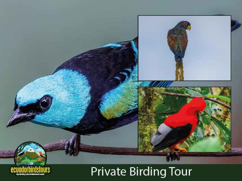 20 Days Birding Jewels of Ecuador Birds Tours