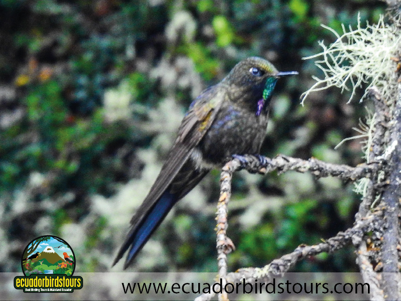 Birds of Ecuador by Ecuador Birds Tours 03