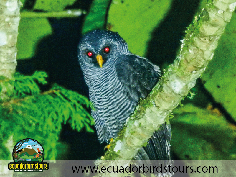 Birds of Ecuador by Ecuador Birds Tours 05