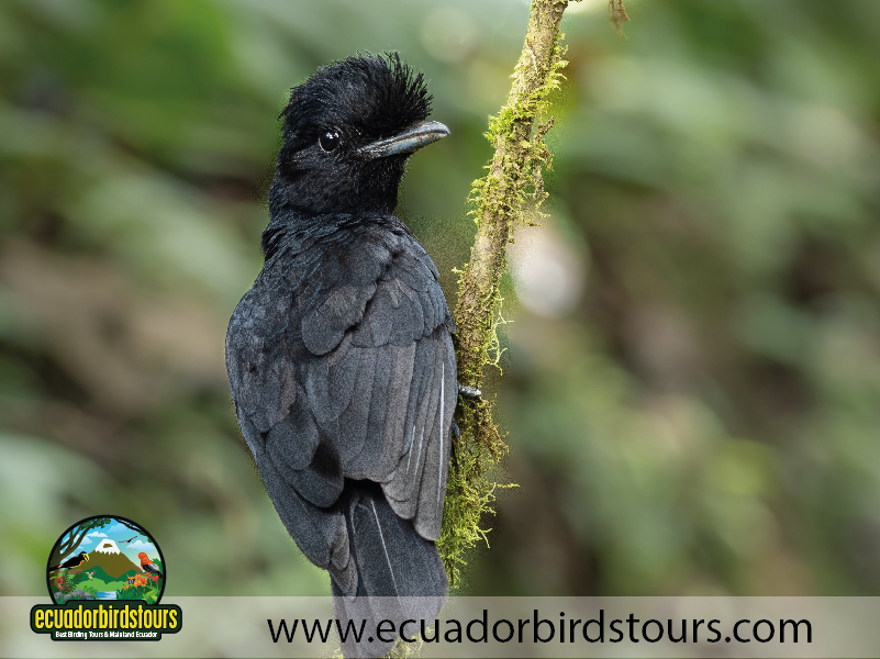 Birds of Ecuador by Ecuador Birds Tours