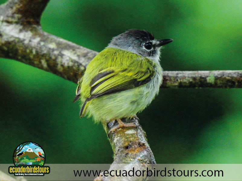 Birds of Ecuador by Ecuador Birds Tours