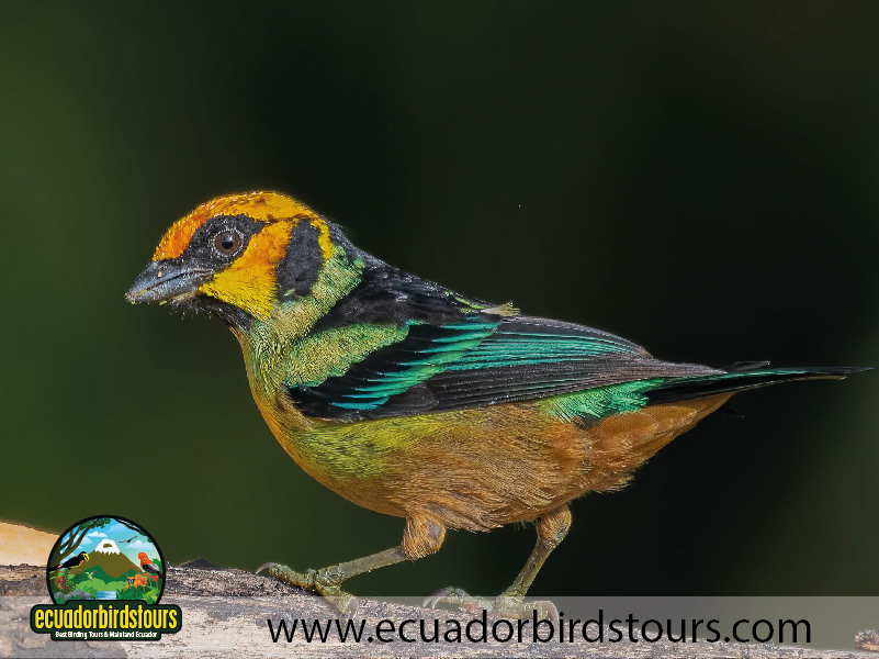 Birds of Ecuador by Ecuador Birds Tours 11
