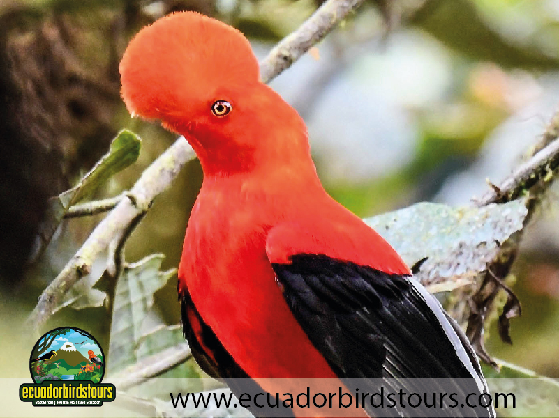 Birdwatching Photo Tours Ecuador by Ecuador Birds Tours 10