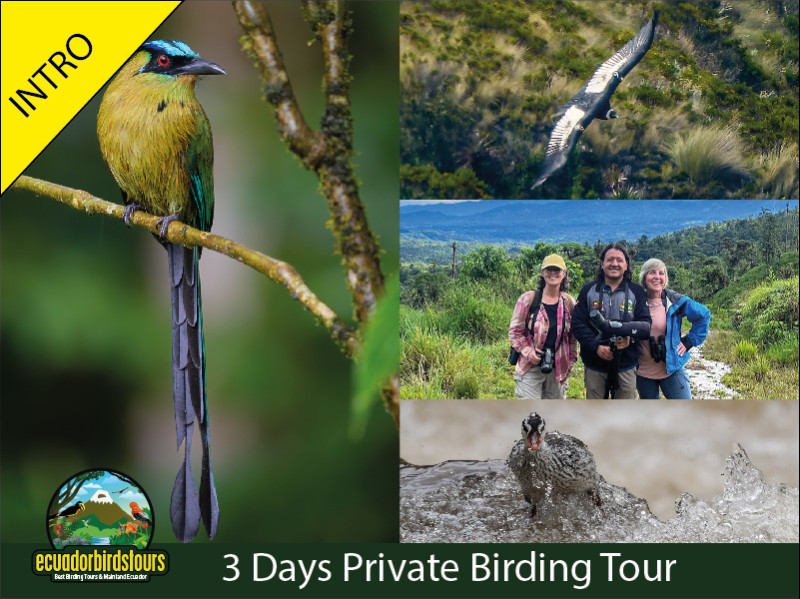 birding tours in ecuador
