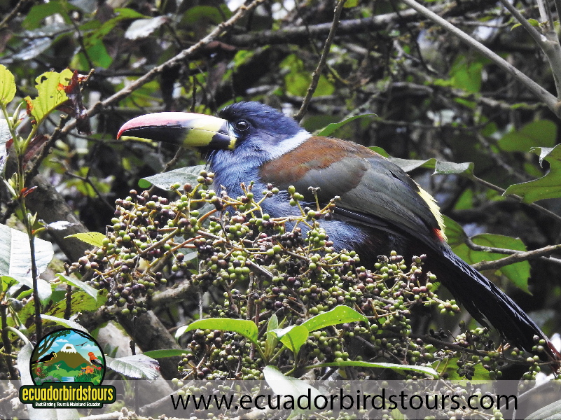 3 Days 2 Nights Birding Tour by Ecuador Birds Tours 03