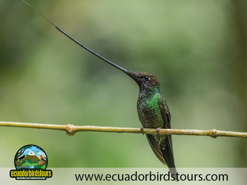 Ecuador Birds Tours 3 Days Birding in Ecuador 01