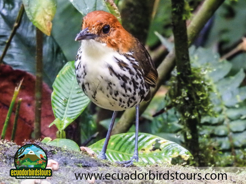 Ecuador Birds Tours 3 Days Birding in Ecuador 04