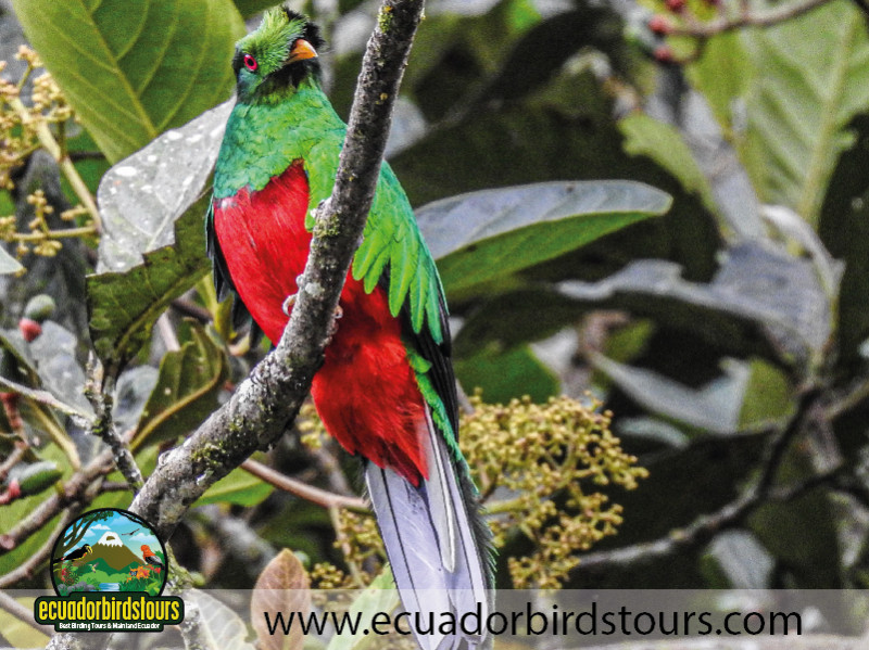 Ecuador Birds Tours 3 Days Birding in Ecuador 05