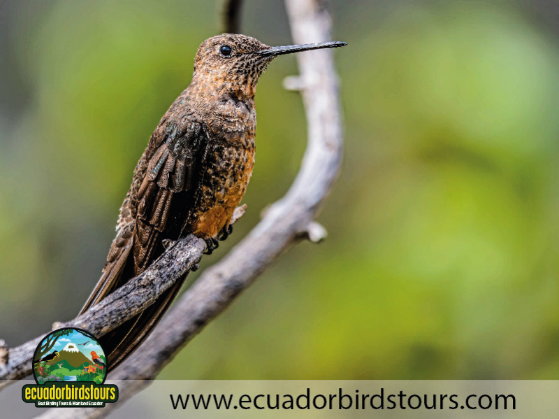 Ecuador Birds Tours 3 Days Birding in Ecuador 06
