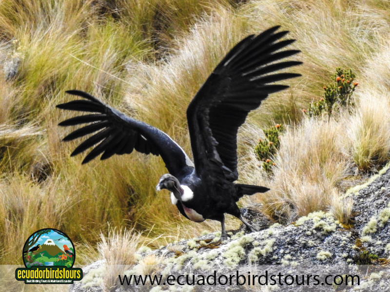 Ecuador Birds Tours 3 Days Birding in Ecuador 07