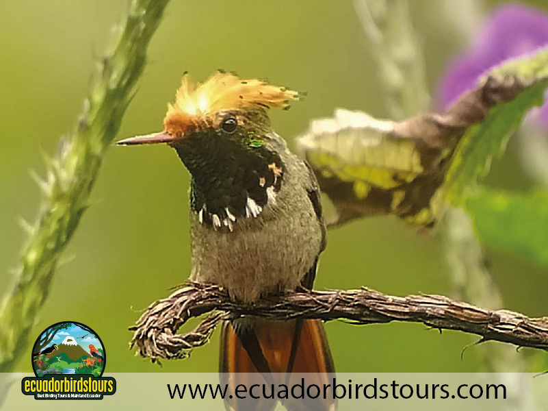 Southern Birding Tours Ecuador 12