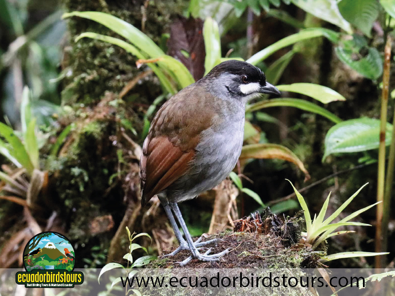 Southern Birding Tours Ecuador 13