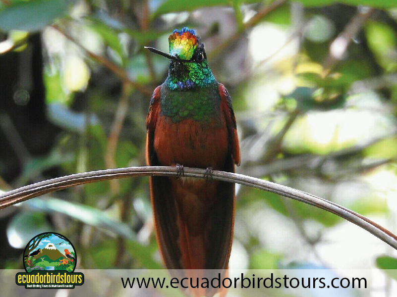 Southern Birding Tours Ecuador 14