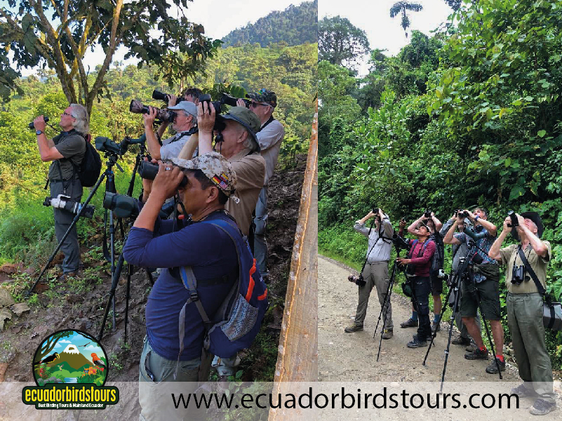 Southern Birding Tours Ecuador 15