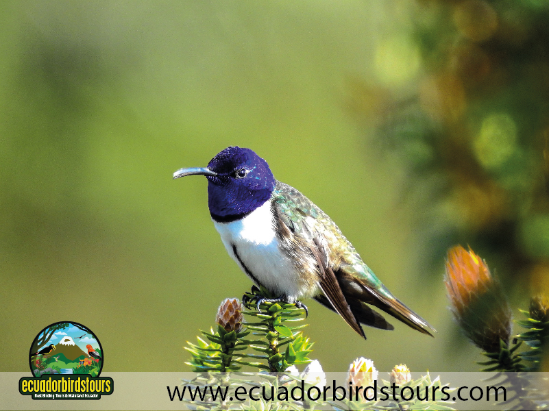 Antisana Birding Tours