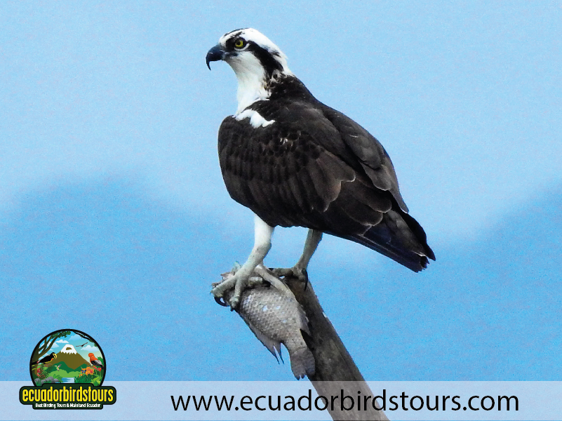 Osprey by Ecuador Birds Tours