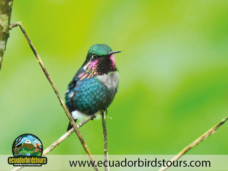 Rio Quijos Reserve by Ecuador Birds Tours