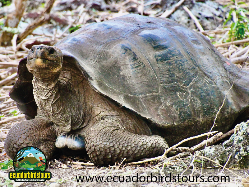 Galapagos by EcuadorBirds Tours 06