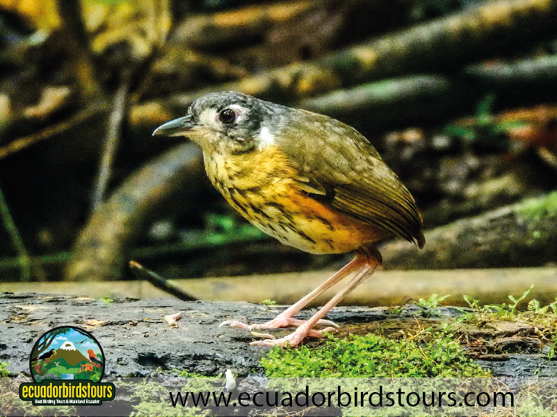 Limoncocha Lagoon by Ecuador Birds Tours