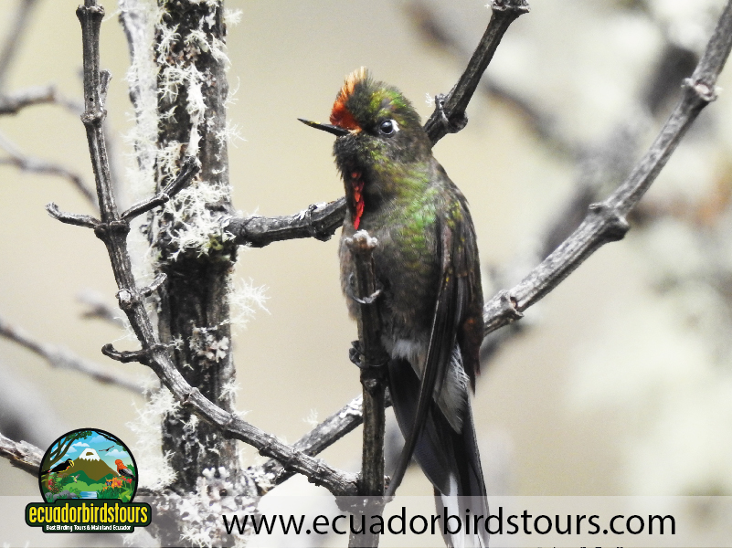 Thornbill in Papallacta Pass