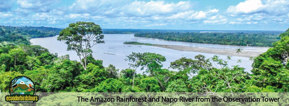 Amazon Lodges By Ecuador Birds Tours