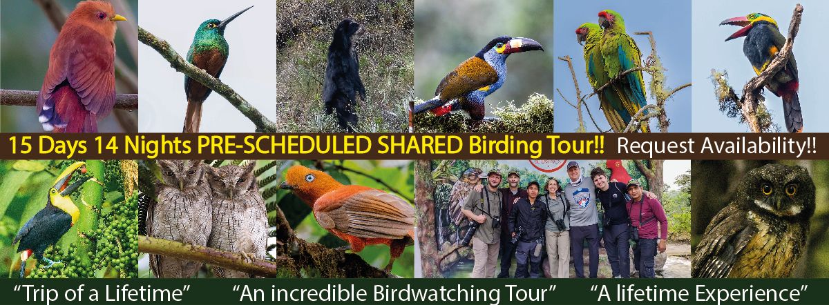 Ecuador Birds Tours