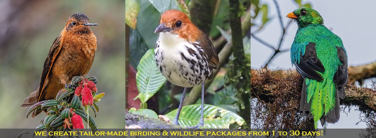 Ecuador Birds Tours | Quito Day Tours | Birding Tours Ecuador.