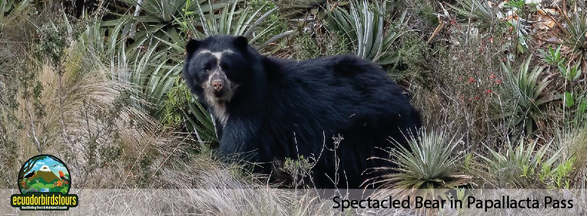 Our Reserves Spectacled Bear