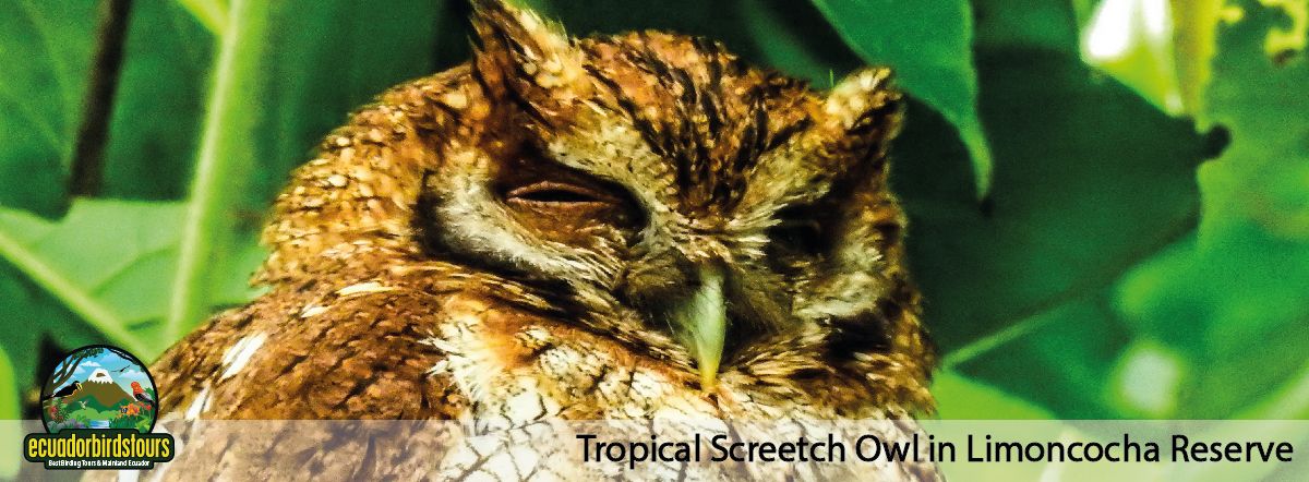 Our Reserves Tropical Screetch Owl