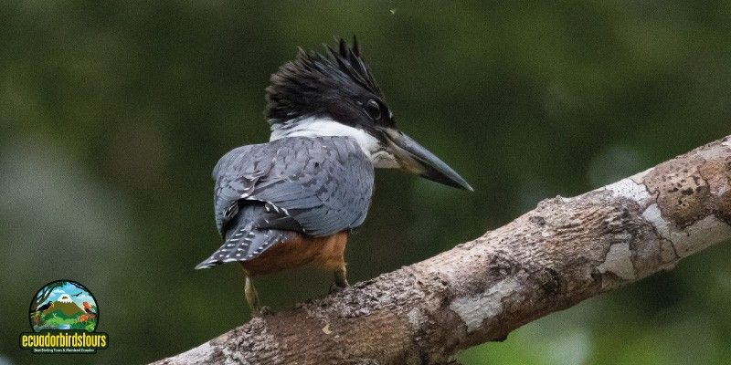 Ecuador Birds Tours 16 Days 15 Nights