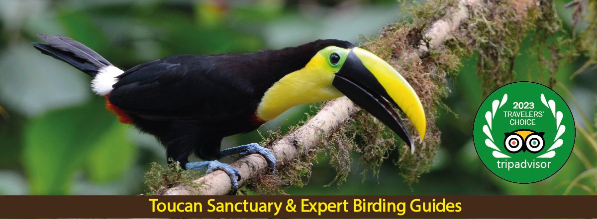 Toucan Birding In Ecuador By Ecuadorbirdstours