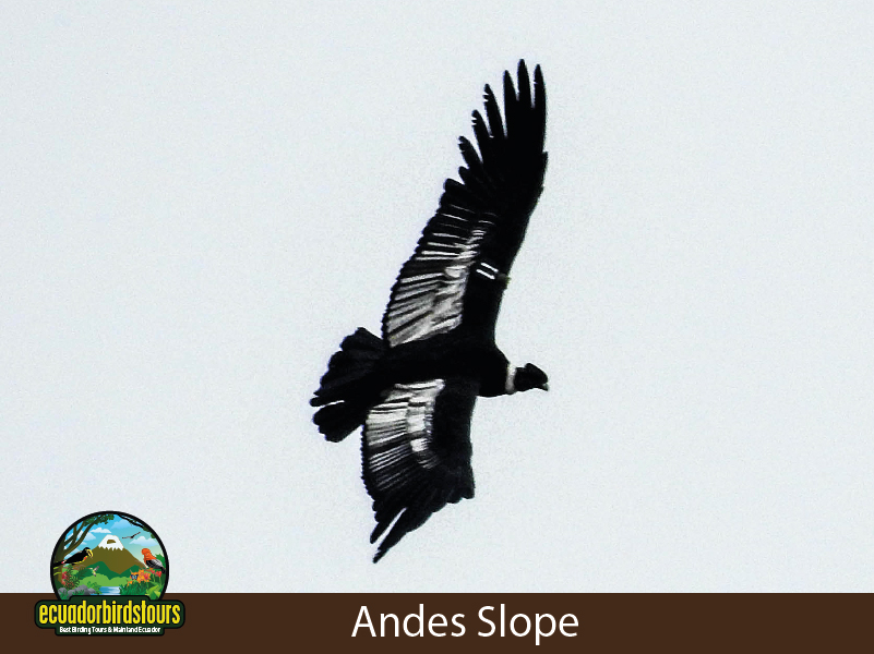 Andes - Antisana Reserve