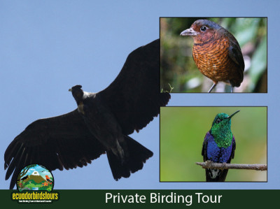 3 Days 2 Nights Private Birding Tour