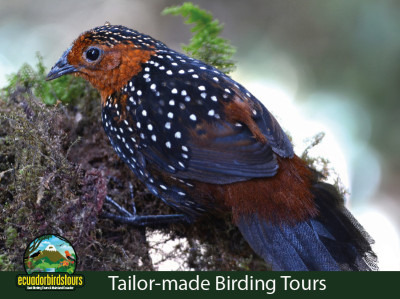 Birding in Ecuador Tailor made Tours