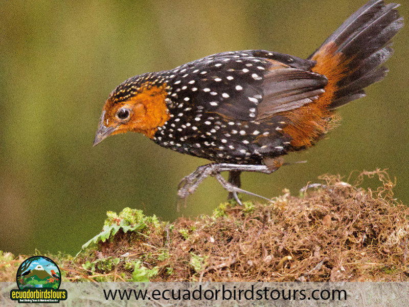 Ocellated Tapaculo