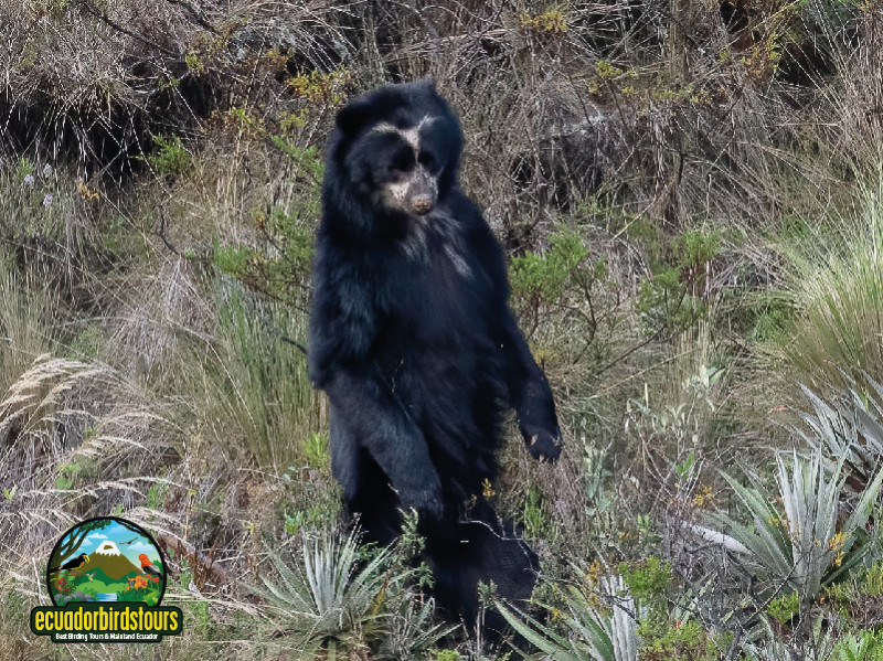 Where can I see the Spectacled Bear?