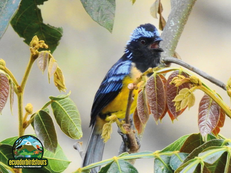 Best Birding Reserves in the Andes