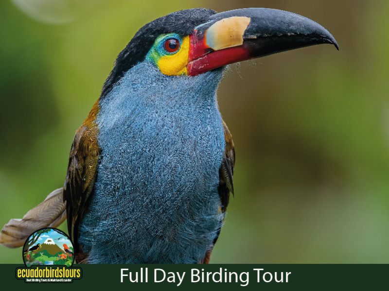 Plate-billed Mountain Toucan 