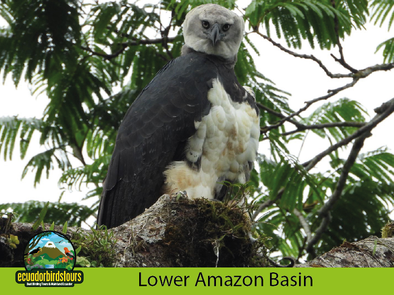 Amazon - Harpy Eagle Nest