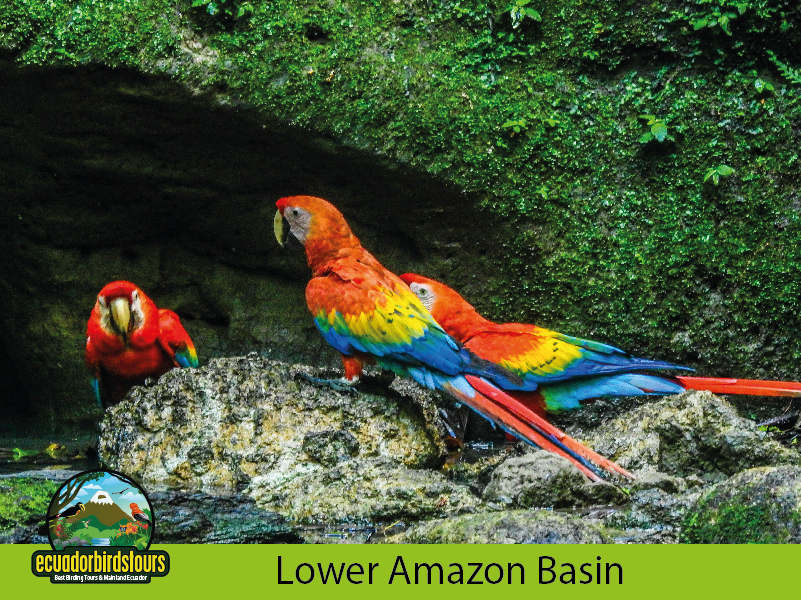 Amazon - Napo Wildlife Center