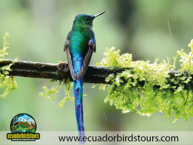 Long-tailed Sylph