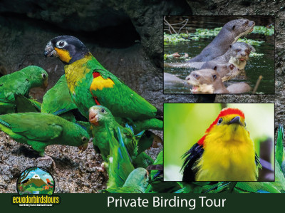 9 Days 8 Nights Birding Tour in Ecuador