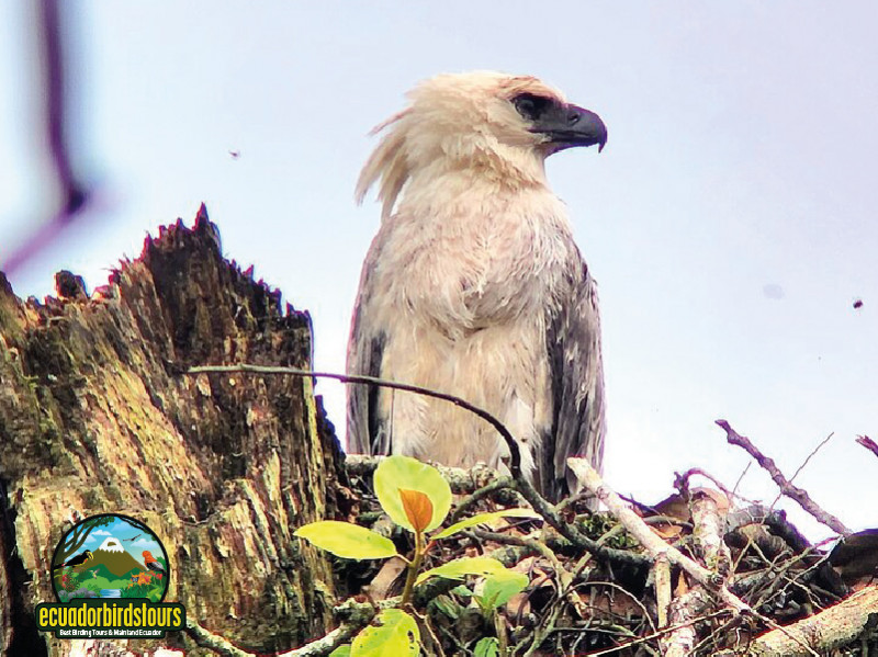 2022 November - 10 Days Birding Photo