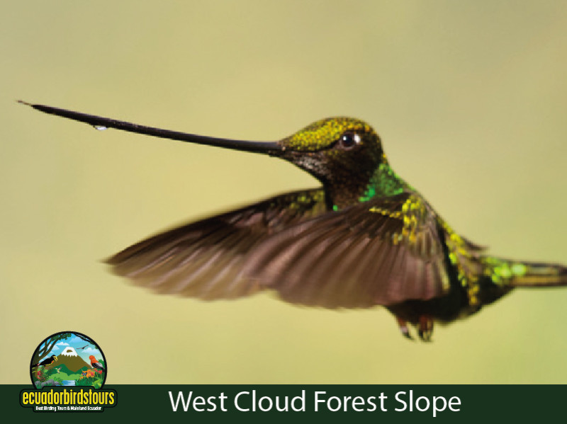 Sword-billed Hummingbird